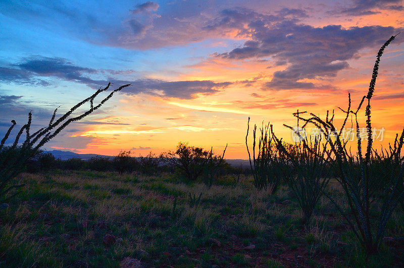 Sornoran Sunset With Ocotillo